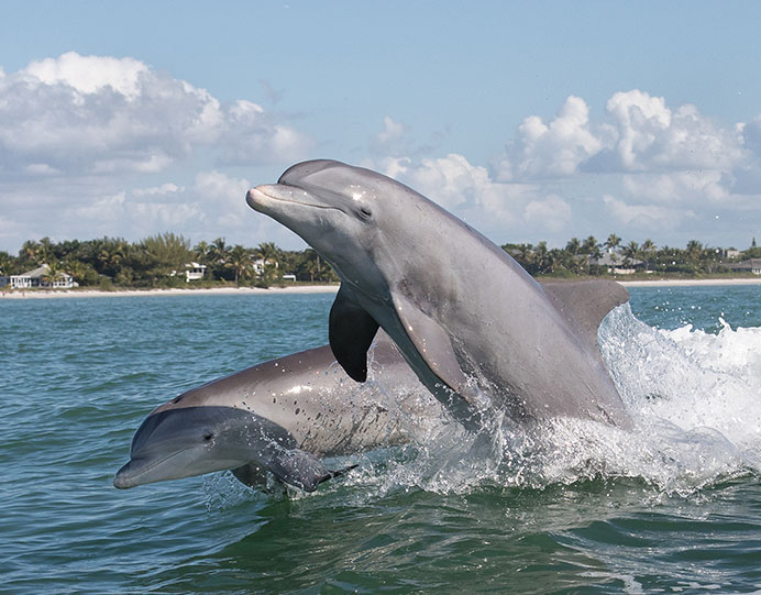 charter yacht florida